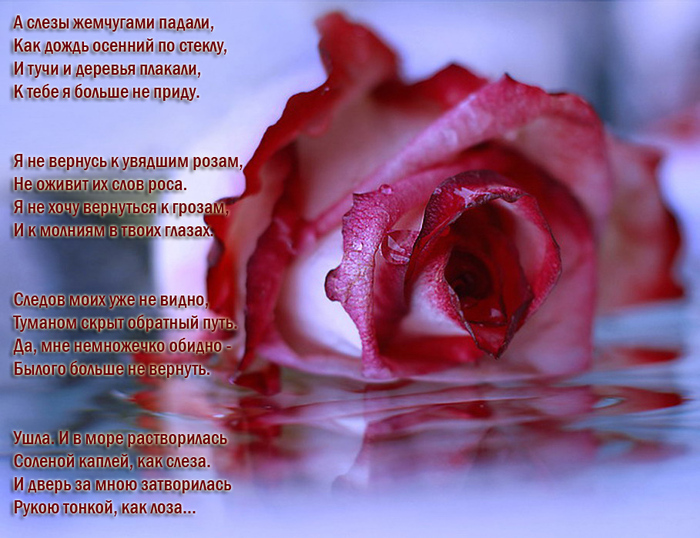 Красивые розы стихи. Стих про розу. Открытка с розочкой со стишком. Стихи про розы и женщин.
