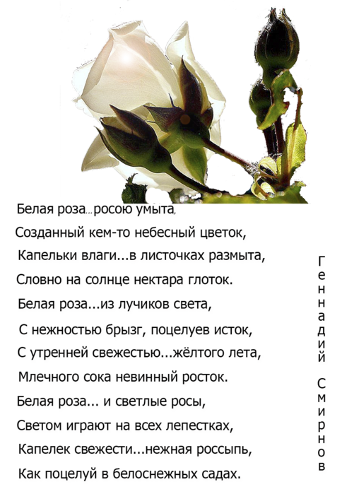Без тебе вянуть текст. Стих про розу. Стихотворение про белые розы. Красивые стихи о цветах розах. Белые розы стихи.