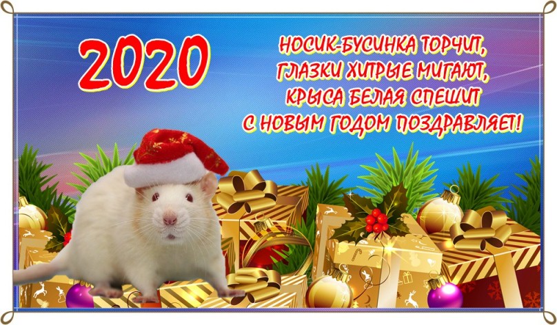 Самые прикольные поздравления с новым годом крысы (+картинки)