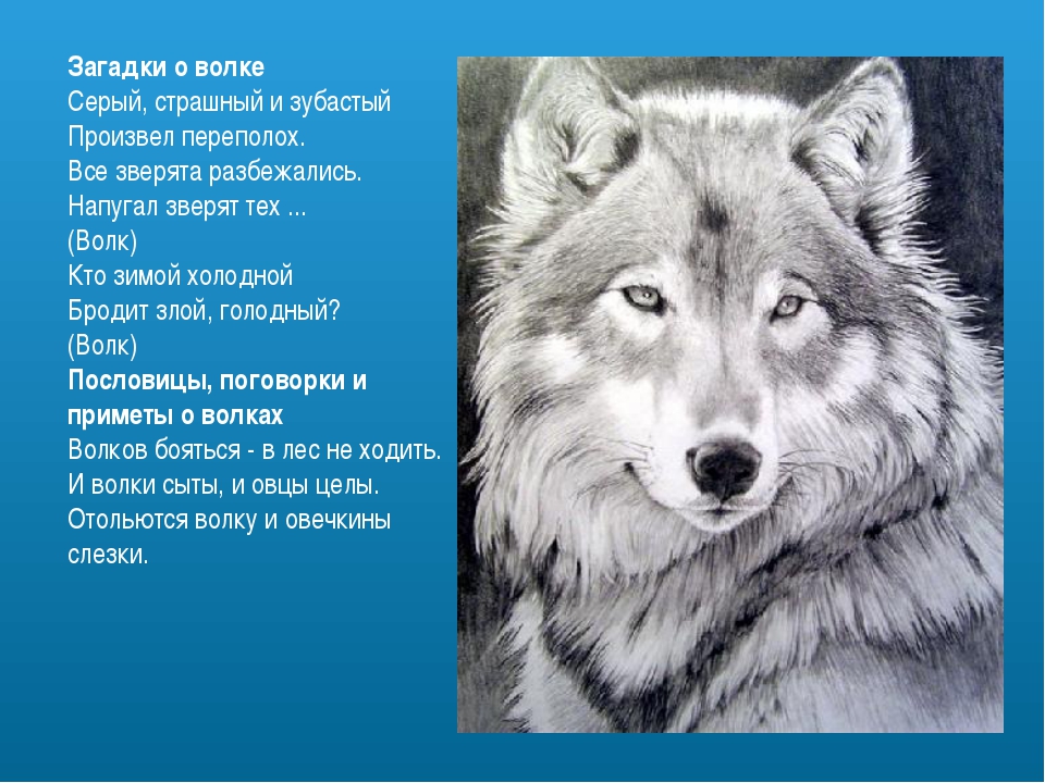 Черный волк: характеристика, среда обитания, кормление, размножение - наука - 2022