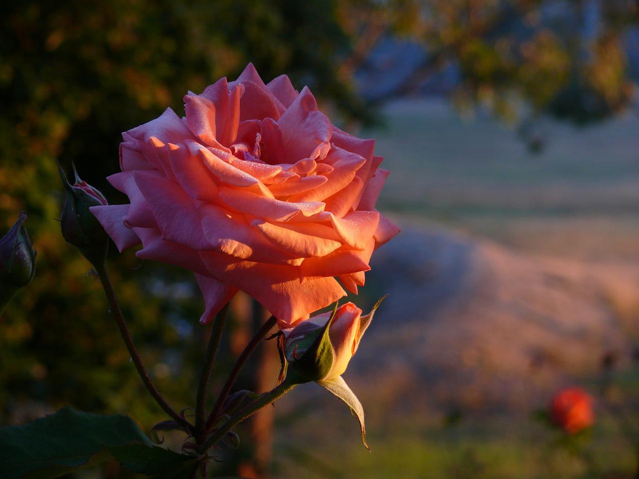 Как роза в капельках росы, Пусть будет счастье нежным, Как небо цвета бирюзы, Бескрайним и безбрежным  И будет жизнь по