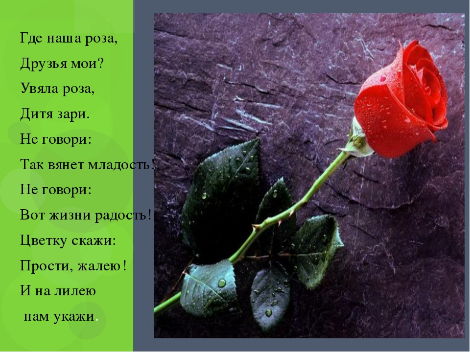 Подарю тебе розу слова. Стихотворение про розу. Красивые стихи про розы. Стихи о Розе короткие красивые. Красивые стихи о цветах розах.
