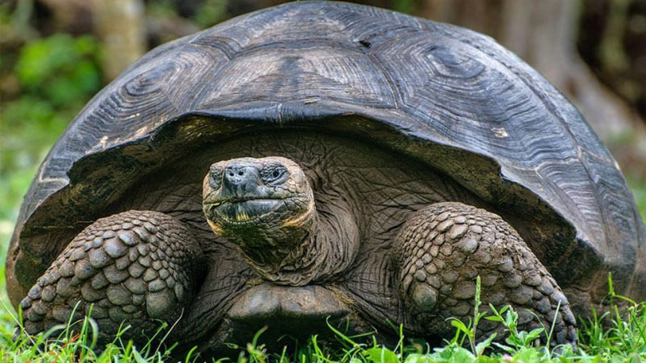 Почему пищит черепаха: причины и что делать