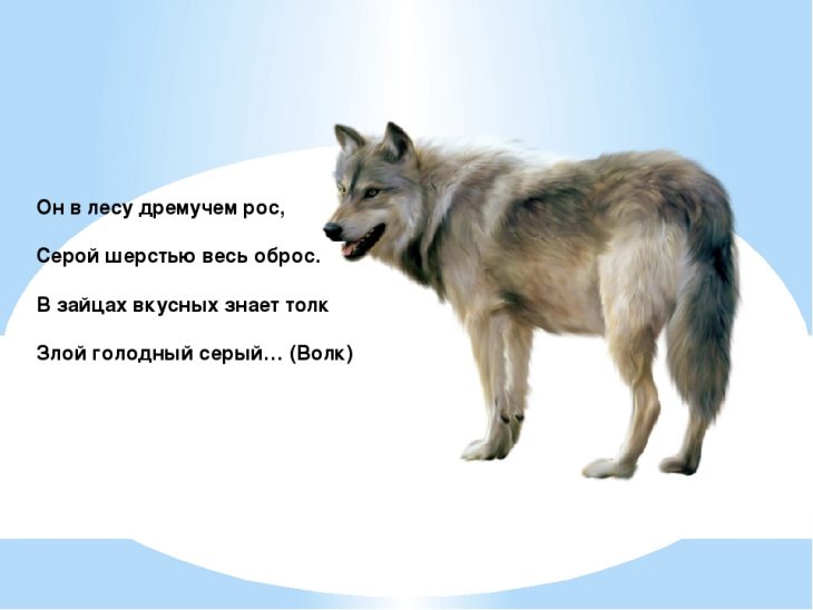 Стихи про волков | antrio.ru