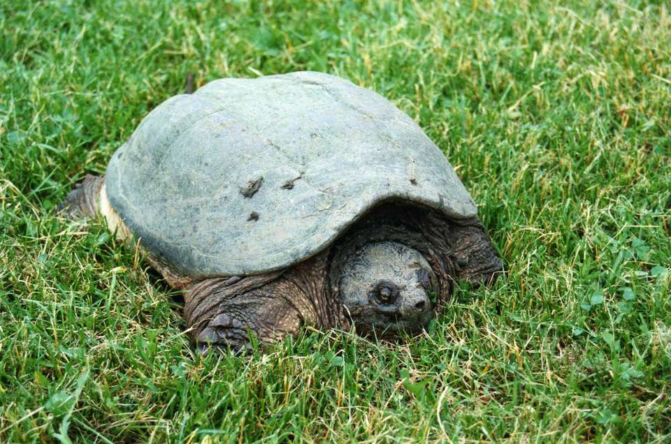 20 интересных фактов о черепахах